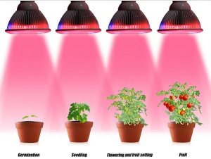 Фито лампы для растений